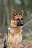 BERGER ALLEMAND 1011